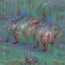 n02398521 hippopotamus, hippo, river horse, Hippopotamus amphibius